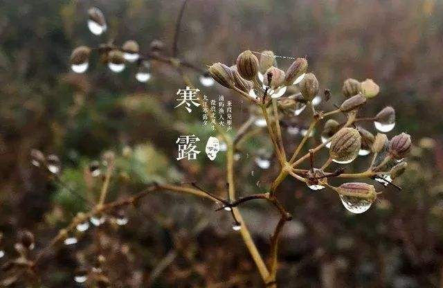 2019寒露节气该如何养生